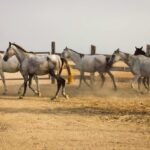 Abogado Ecuestre en Aguilar de Campoo