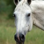 Abogado Ecuestre en Albacete