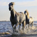 Abogado Ecuestre en Alcaudete