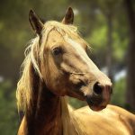 Abogado Ecuestre en Aldea de San Nicolás (La)