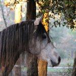 Abogado Ecuestre en Arnedo