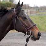 Abogado Ecuestre en Arrigorriaga