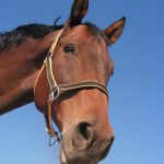 Abogado Ecuestre en Castellón de la Plana/Castelló de la Plana