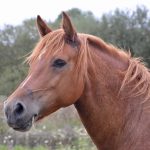 Abogado Ecuestre en Catarroja