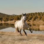 Abogado Ecuestre en Cerdanyola del Vallès