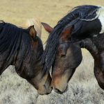 Abogado Ecuestre en Llanos de Aridane (Los)