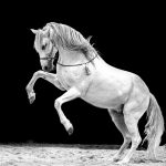 Abogado Ecuestre en Manises