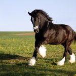 Abogado Ecuestre en Molins de Rei