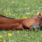 Abogado Ecuestre en Oliva