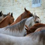 Abogado Ecuestre en Sant Celoni