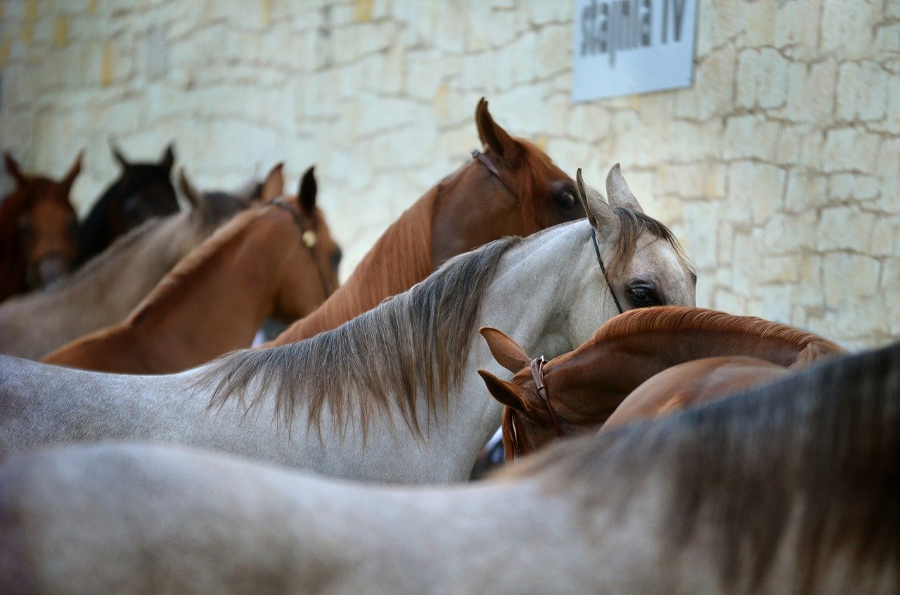 Abogado Ecuestre en Sant Celoni