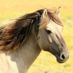 Abogado Ecuestre en Sant Quirze del Vallès