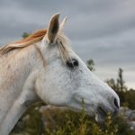 Abogado Ecuestre en Santa María de Guía de Gran Canaria