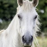 Abogado Ecuestre en Santoña