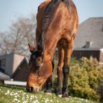 Abogado Ecuestre en Sueca