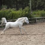 Abogado Ecuestre en Tavernes de la Valldigna