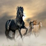 Abogado Ecuestre en Tordesillas