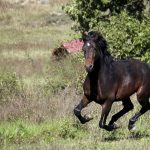 Abogado Ecuestre en Villanueva de la Cañada