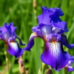 Iris Universal