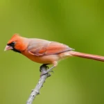 Punt Cardinal A.G. 2008